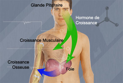 hormone de croissance humaine